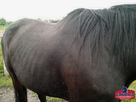 URKRAFT Pferd Allkraft Fuetterung Leinsamen NACH 5 WOCHEN