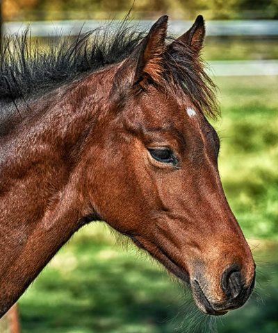 LEINSAMEN-deko-pferd-fohlen-portrait-hoch-768x1024